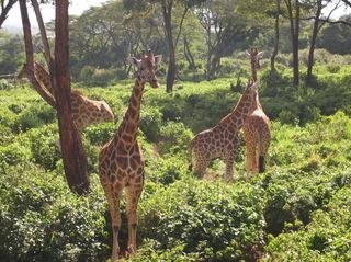 giraffe center4.JPG