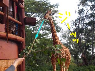 giraffe center7.JPG