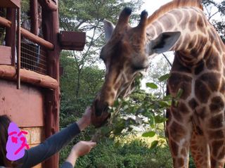 giraffe center8.jpg