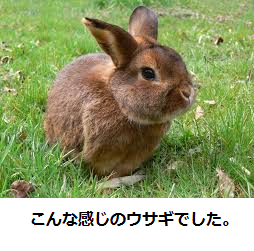 hase.png