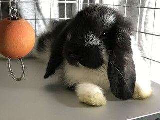 lop-eared.jpg