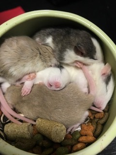 sleeping rats 2.jpg