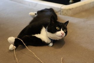 Palmerston_cat_FCO.jpg