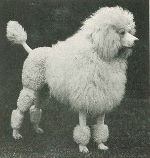 best-in-show-poodle-1935.jpg