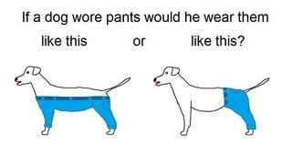 dog-pants.jpg