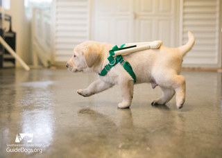 puppyharness1.jpg