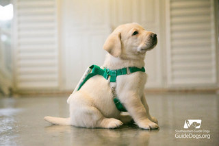 puppyharness2.jpg