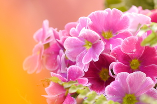 20201209-flower.jpg