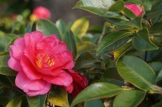 20201204-flower.jpg