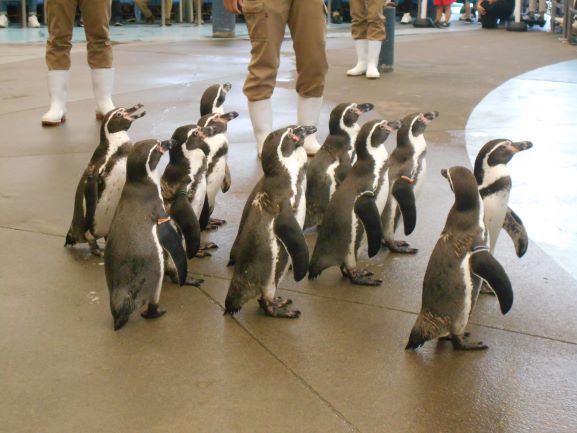 10ペンギンの散歩.JPG