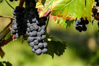 grapes-1696921_640.jpg