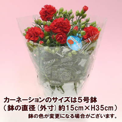 kuri-kinton-carnation-s-04-dl.jpg