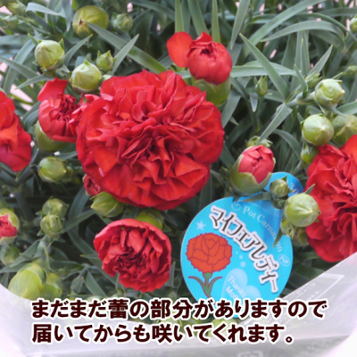 kuri-kinton-carnation-s-05-dl.jpg