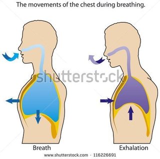 stock-vector-the-movements-of-the-chest-when-breathing-116226691.jpg