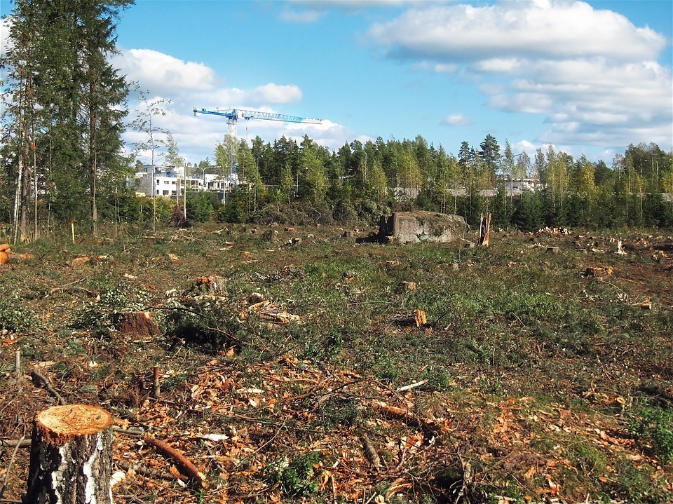 deforested-574185_960_720.jpg