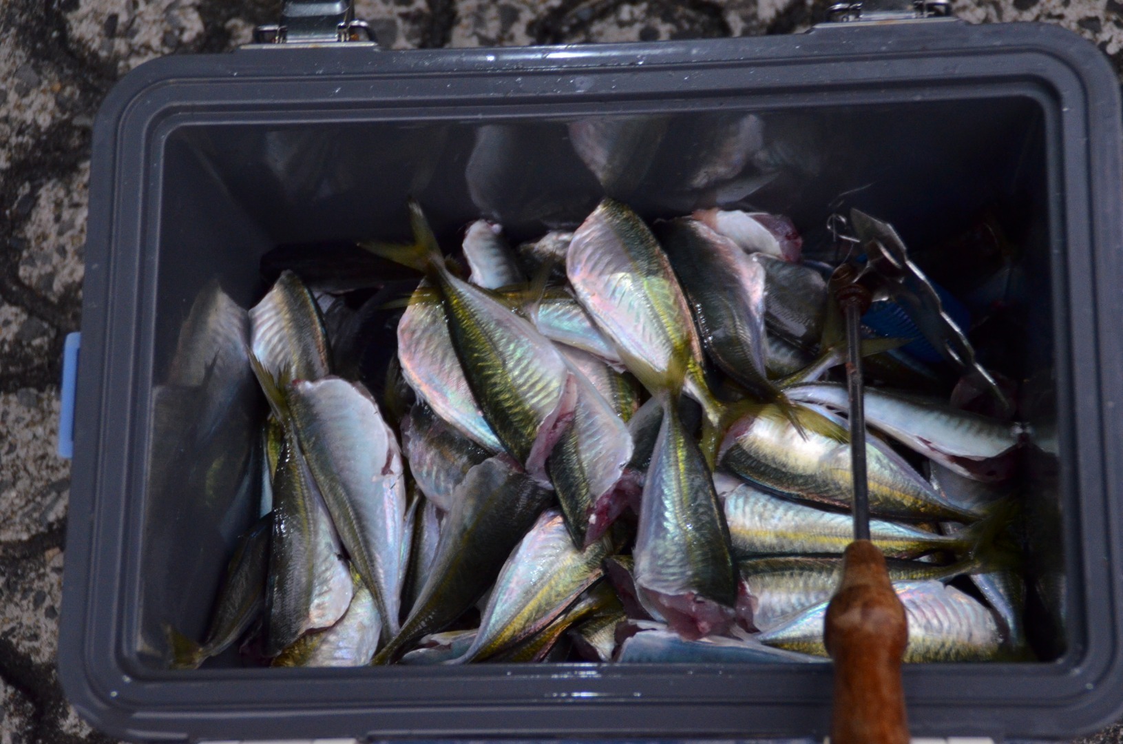 佐世保釣り釣果 佐世保俵ヶ浦堤防釣果 させぼたわらがうらていぼうちょうか 爆釣