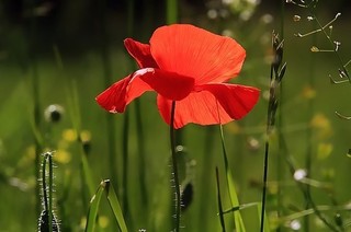 poppy-3137588_960_720.jpg