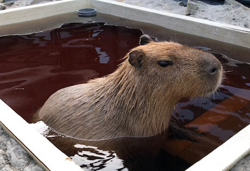 top-capybara.jpg