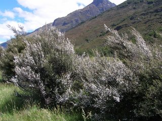 13dec-manuka1.jpg