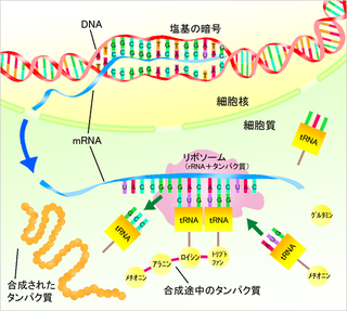 img_rna.png