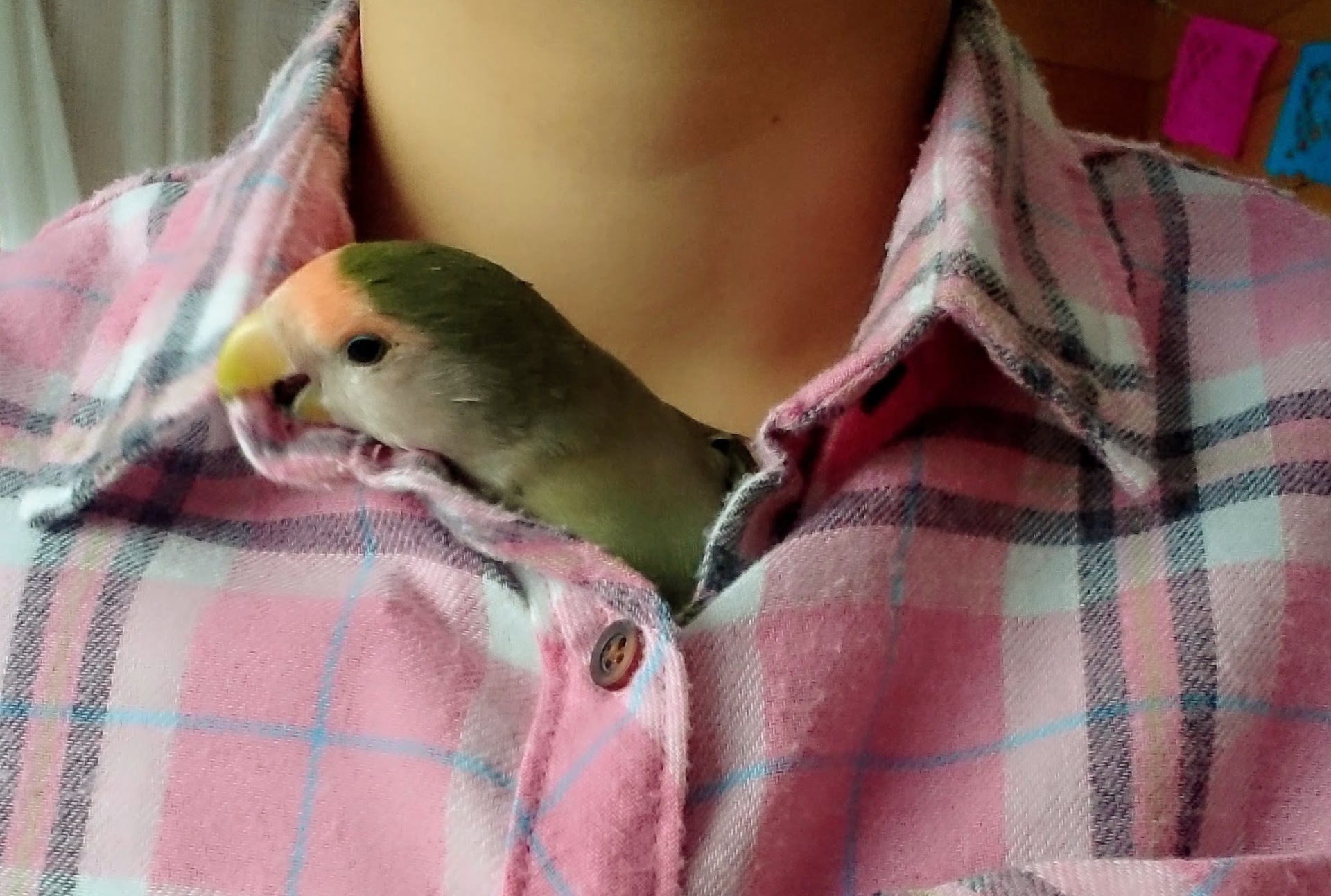 コザクラインコ 服 の 中