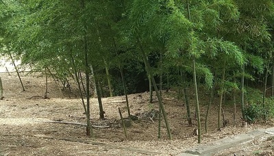 Bamboo-Forest.JPG