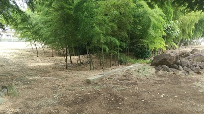 Bamboo-forest.JPG