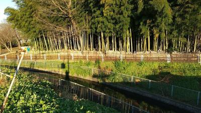 Canal-and-bamboo-grove.jpg