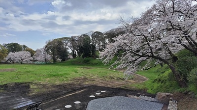 Goyoumaikuruwa-cherryblossoms.JPG