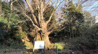 Iwatsukijo-atono-keyaki-tree.JPG