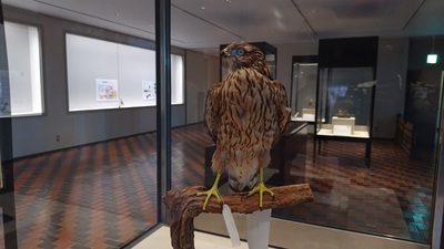 Museum-Exhibit-Hawk.JPG