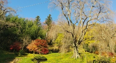 Namiokatei-Weeping-Cherry-Tree.JPG