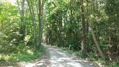 Ohoriyama-forest-road.JPG