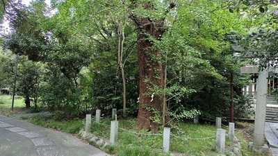 Sacred-Tree-Suwa-Shrine.JPG