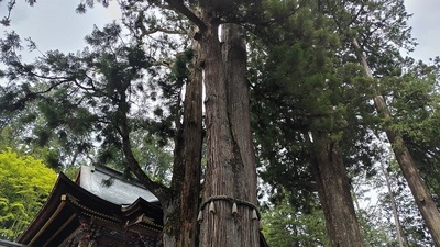 Shigetadasugi-Mitsumine-Shrine.JPG