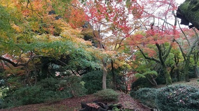 Takaokajo-Late-Autumn.JPG