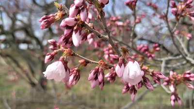 Takato-Cherry-Blossom-Bud.JPG