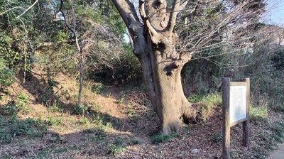 iwatsuki-castle-ruins.JPG