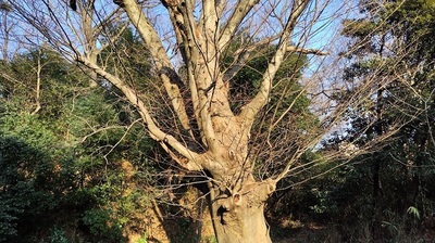 iwatsukijo-giant-tree-keyaki.JPG