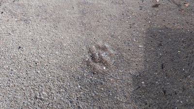 mitsuminejinja-okariya-wolf footprints.JPG