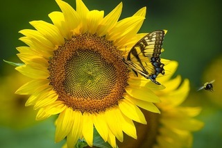 sunflower-3705039_640.jpg