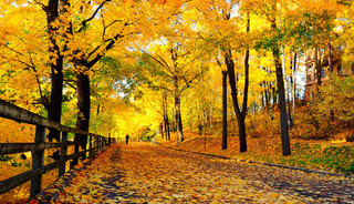 Header_Linnunlaulu_ruska_autumn.jpg