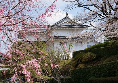 気ままにブログ 駿府城公園の桜を見に