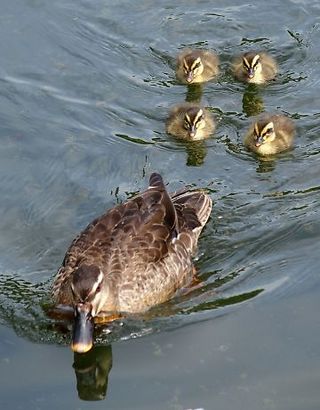 城北公園カルガモ親子-2