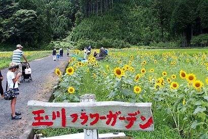 桂山ひまわり畑-2