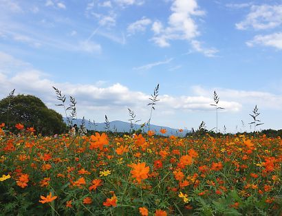 裾野秋桜畑-1