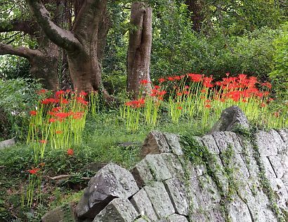 駿府城公園彼岸花19日-2