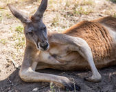 depositphotos_92637186-Kangaroo-at-cleland-wildlife-park.jpg