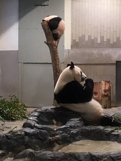 panda.jpg