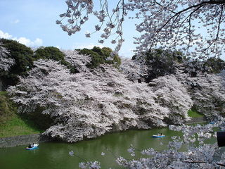 800px-Chidorigafuchi_sakura.jpg